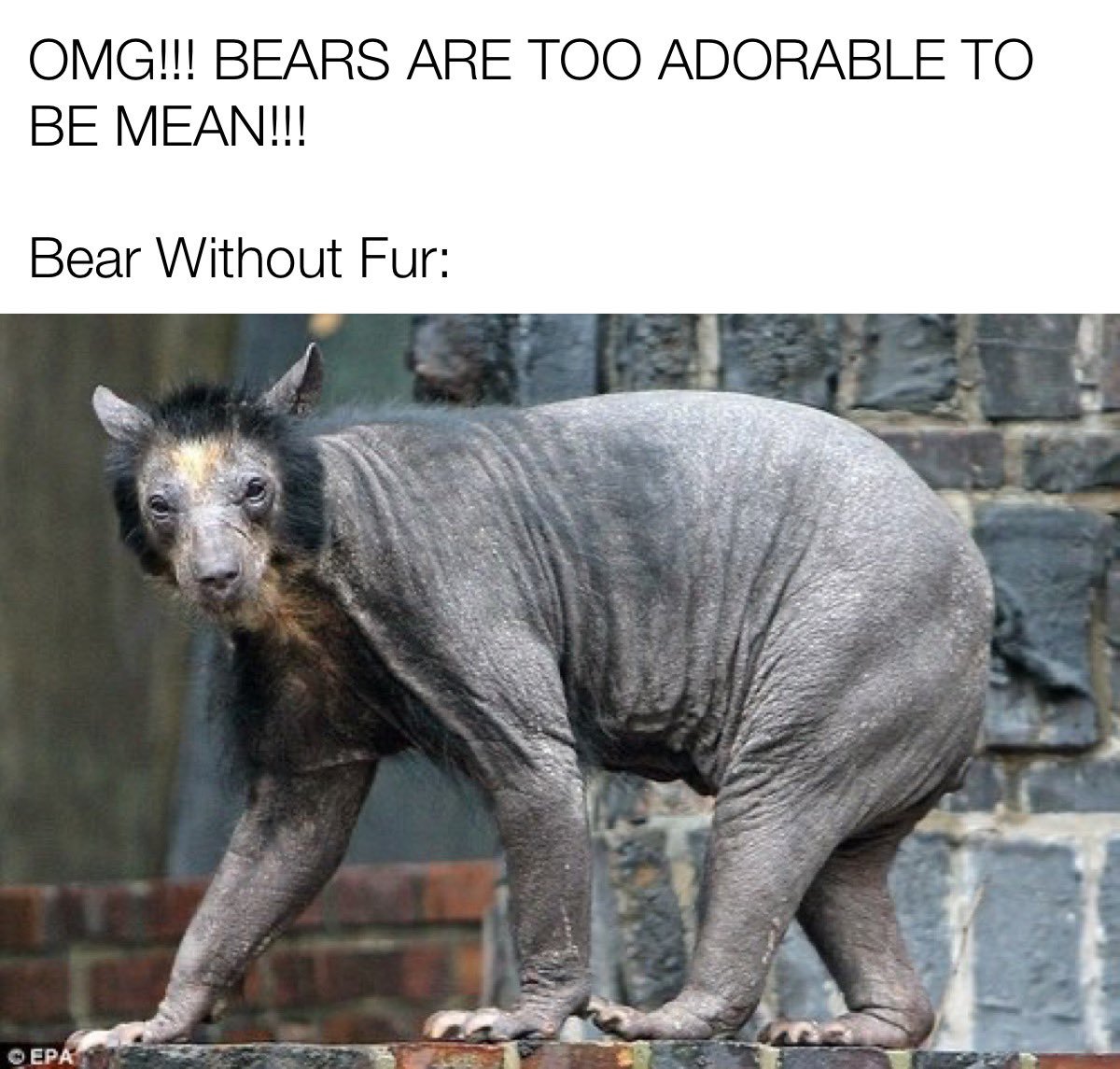 Медведь Без Шерсти Картинки