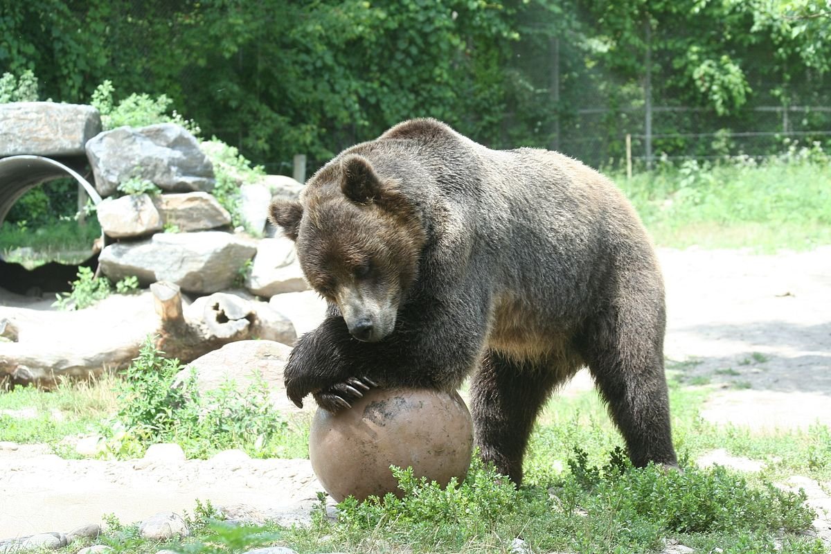 Медведь Без Шерсти Картинки
