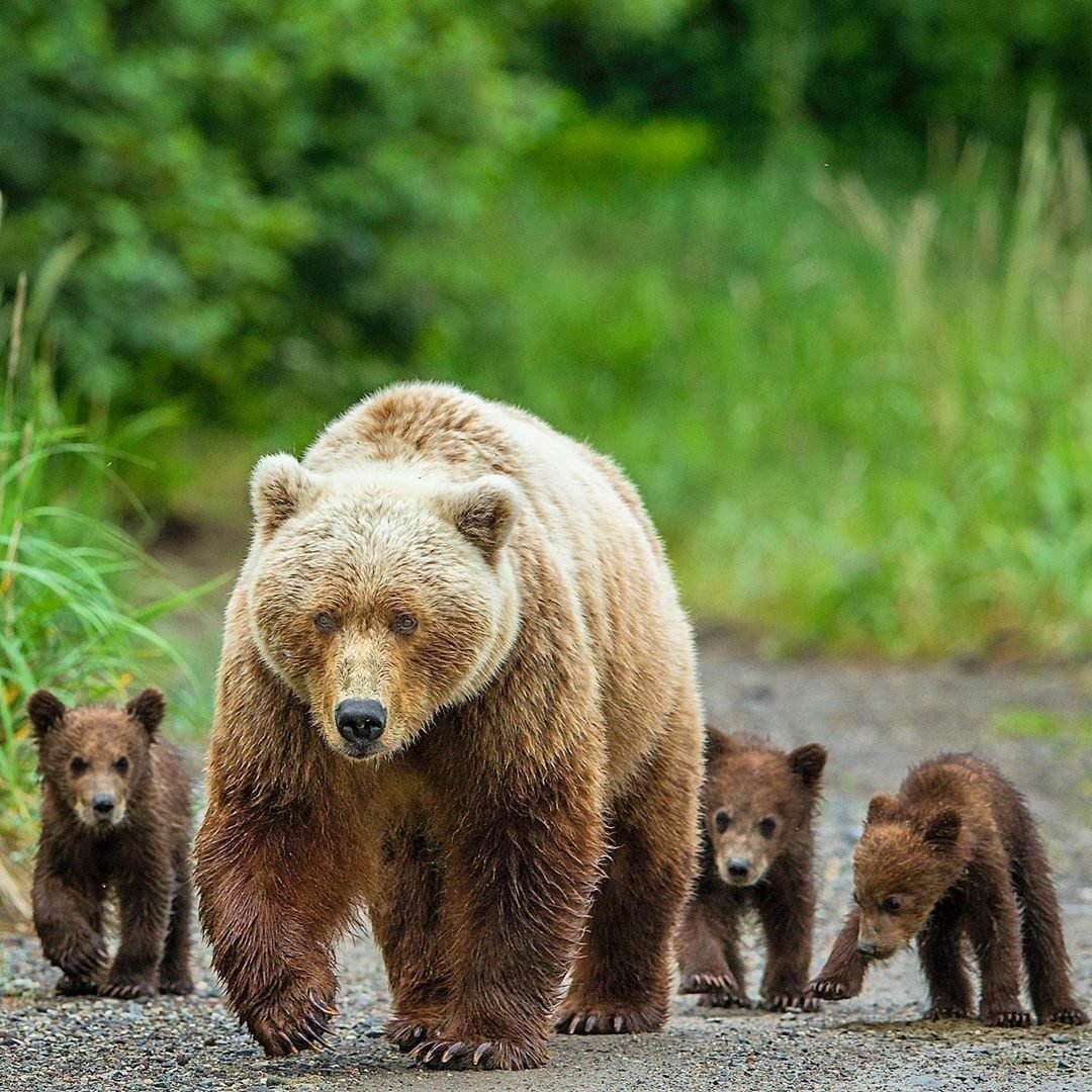 Бурый медведь в Рязанской области