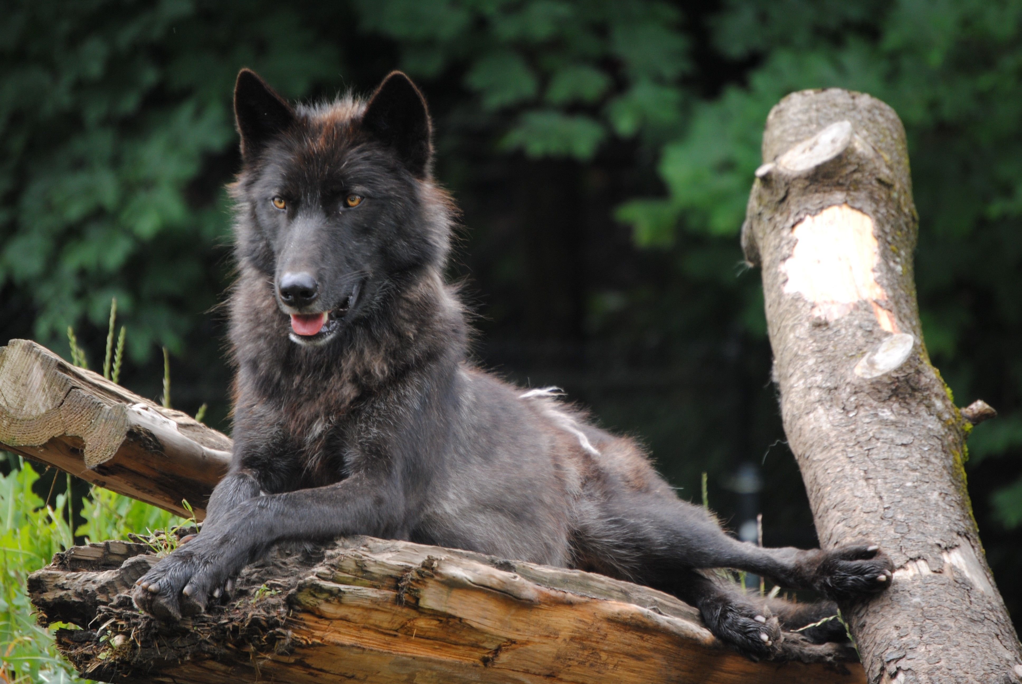 Канадский волк фото