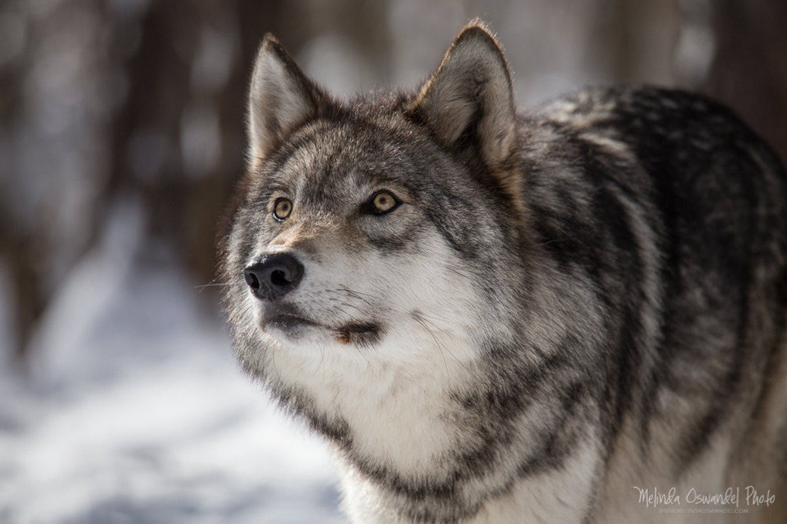 Скандинавский волк фото