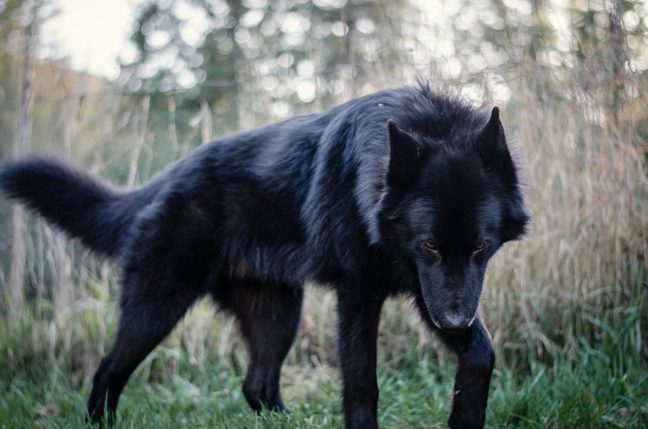 Темный волк фото