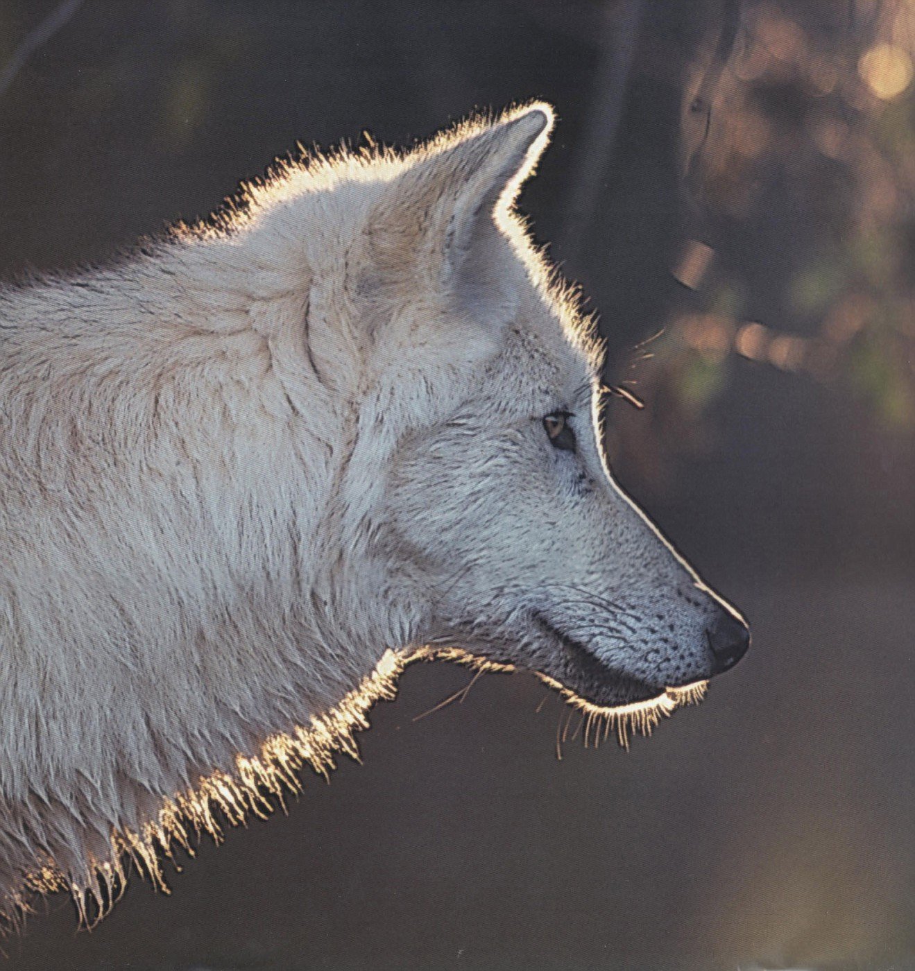 Волк вид сбоку фото