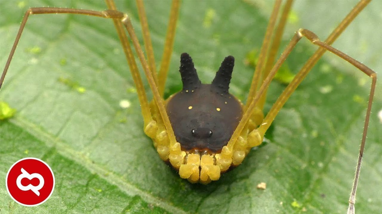Косиножка паук фото
