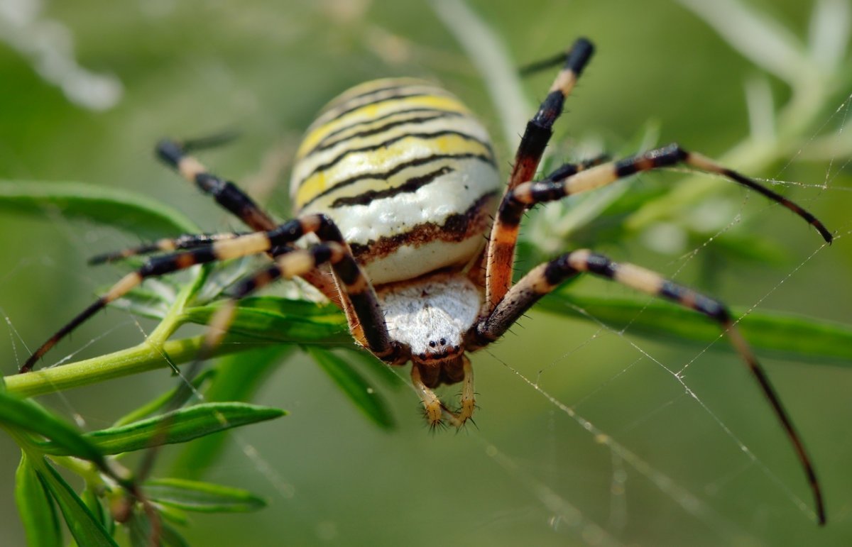Агриопа паук фото