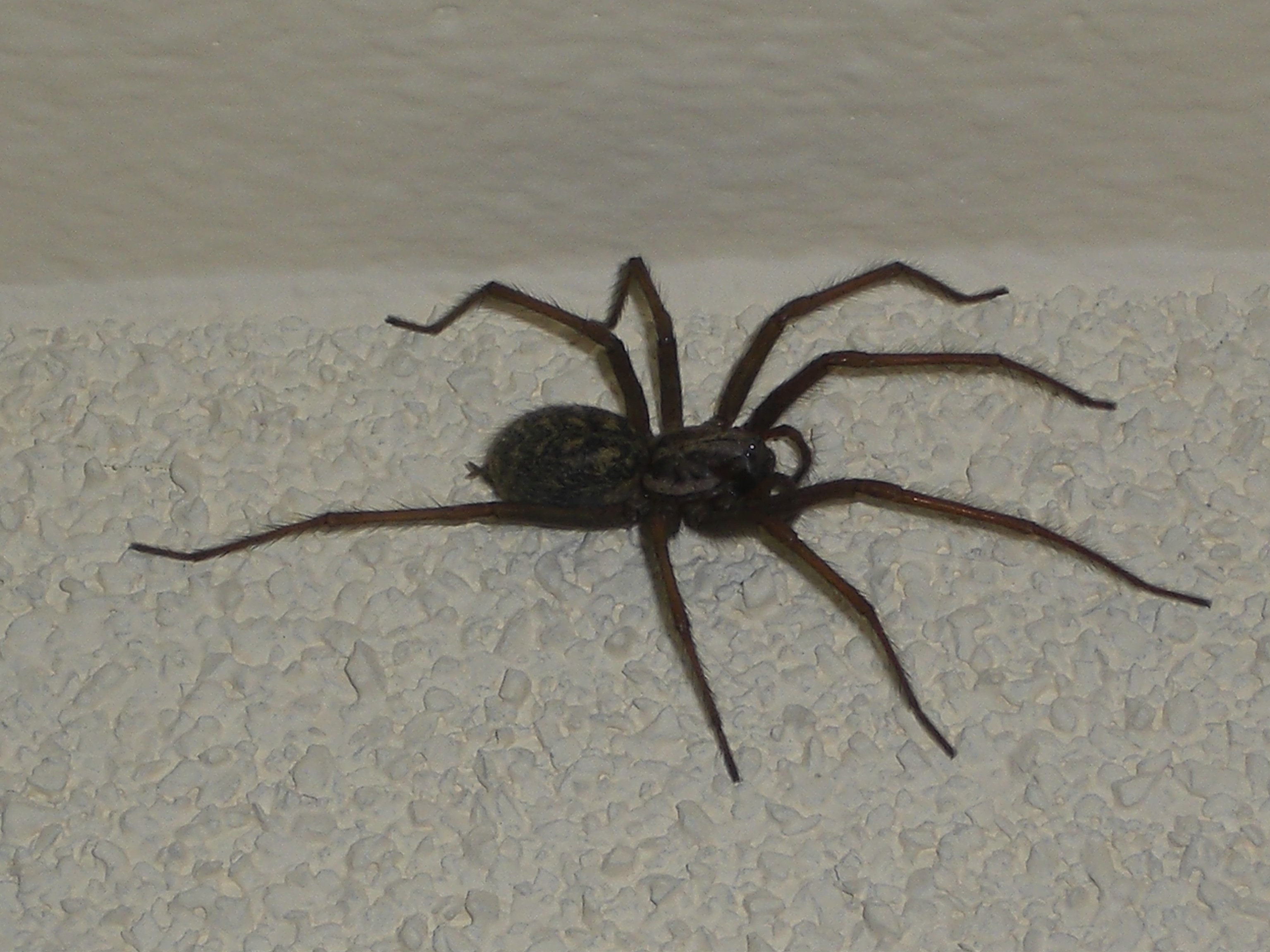 Черно белый паук дома фото