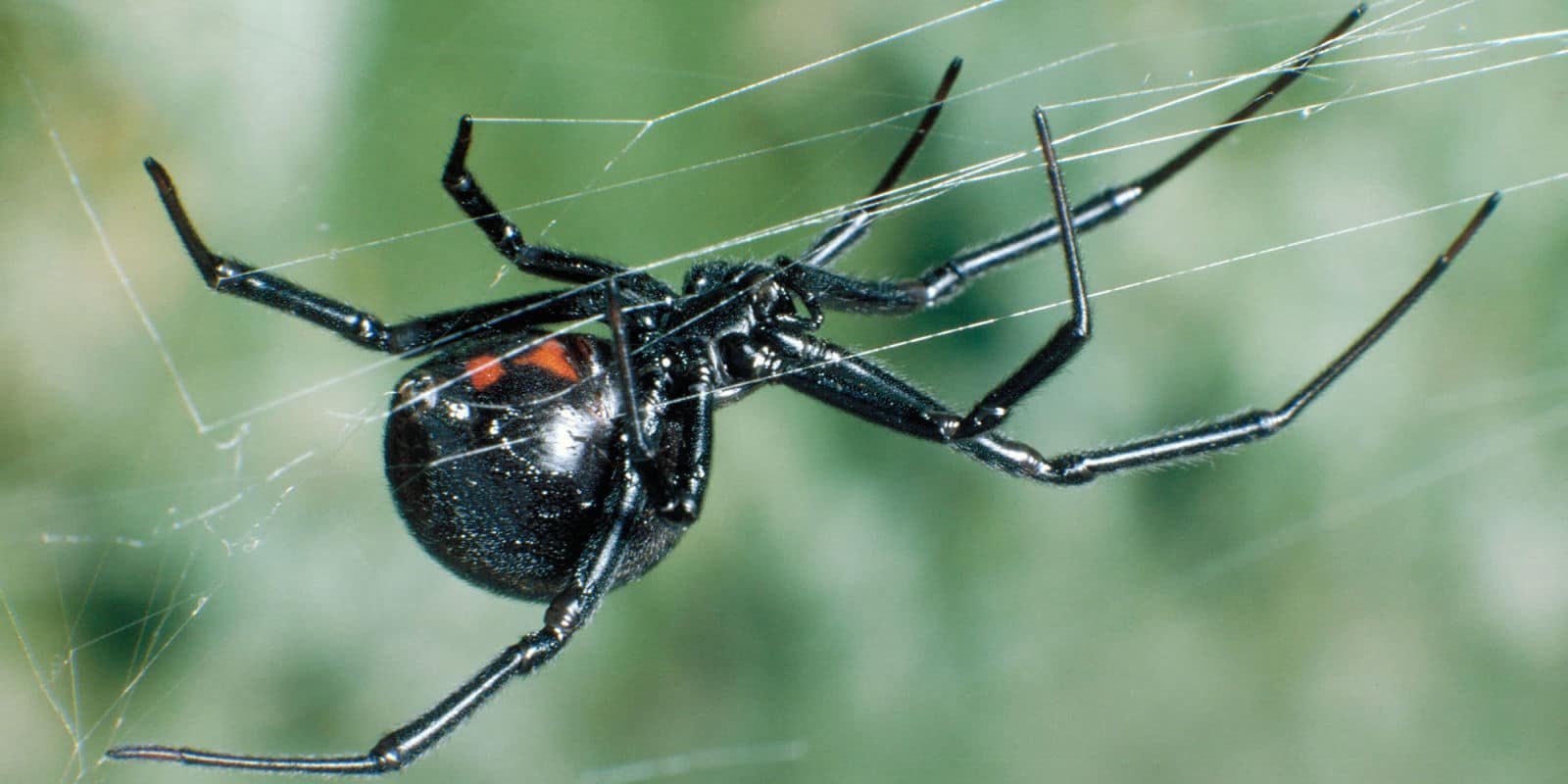 Чёрная мамба паук фото