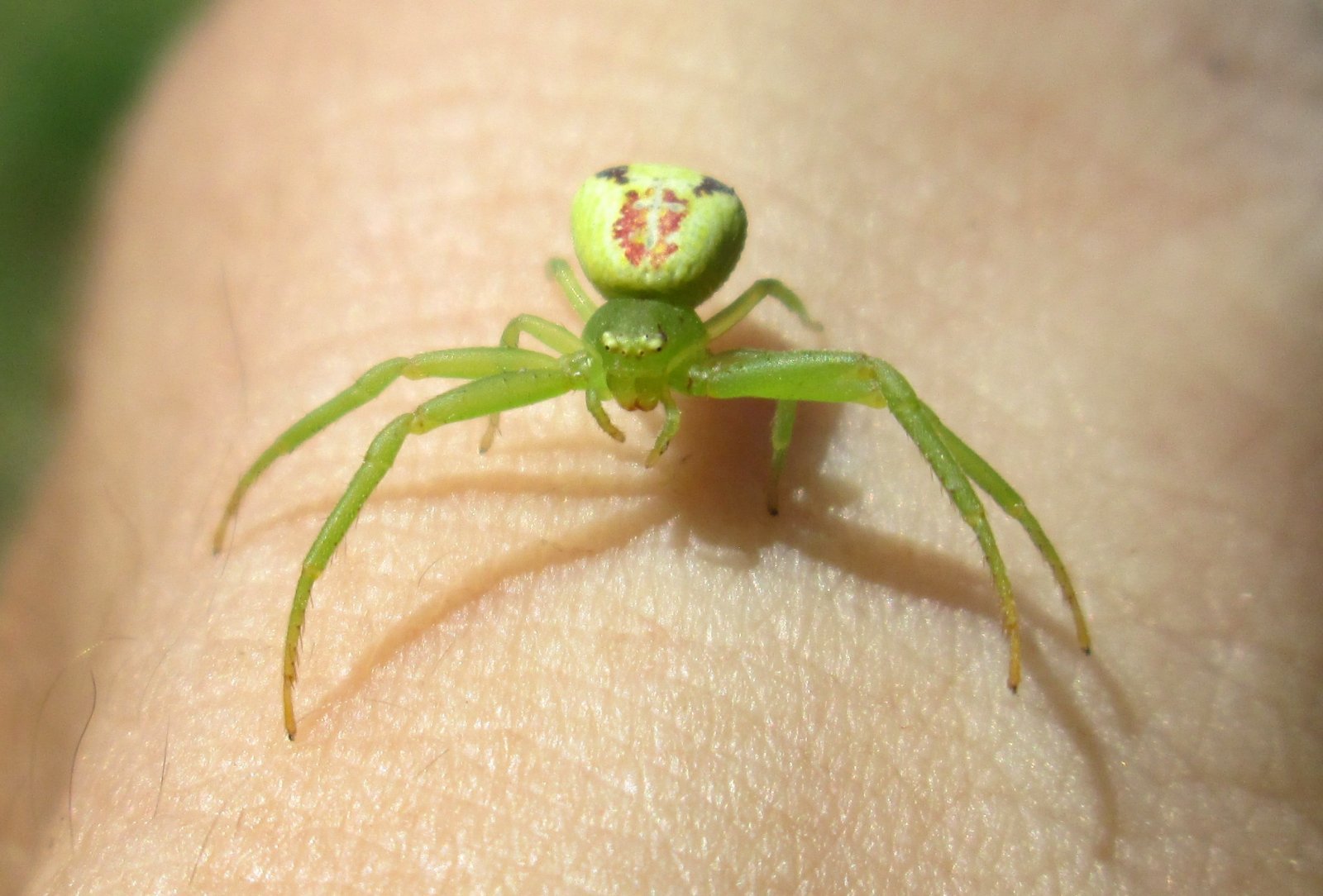 Ядовитые пауки в астрахани фото