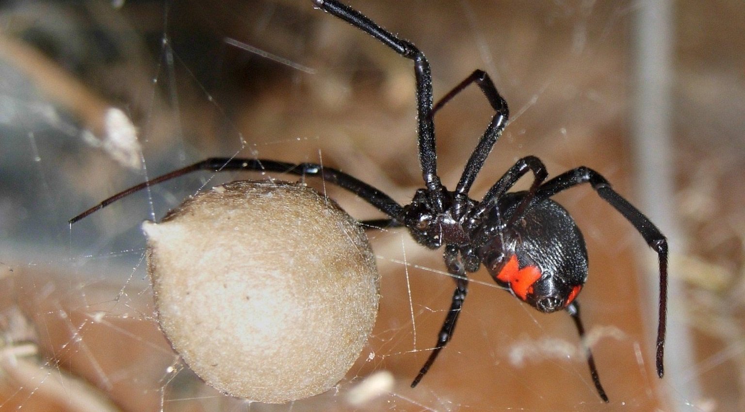 Самый ядовитый паук в России фото