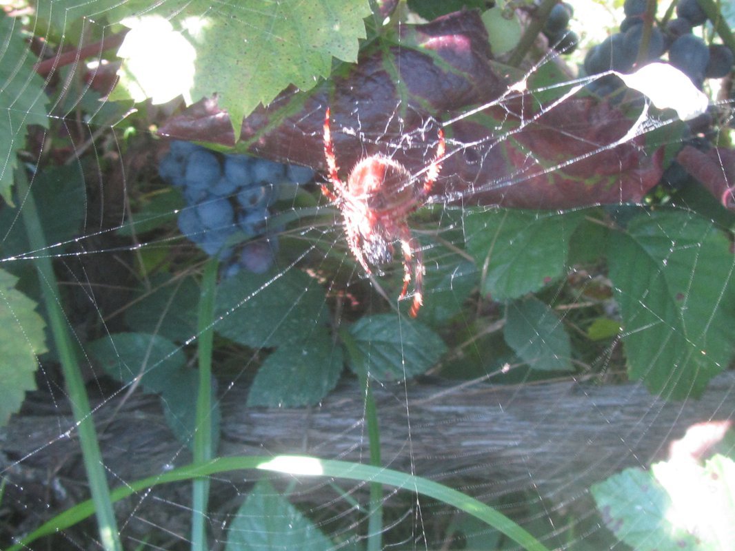 Виноградник паук фото