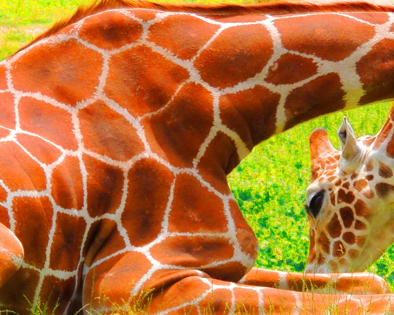 Пятна жирафа на коже фото