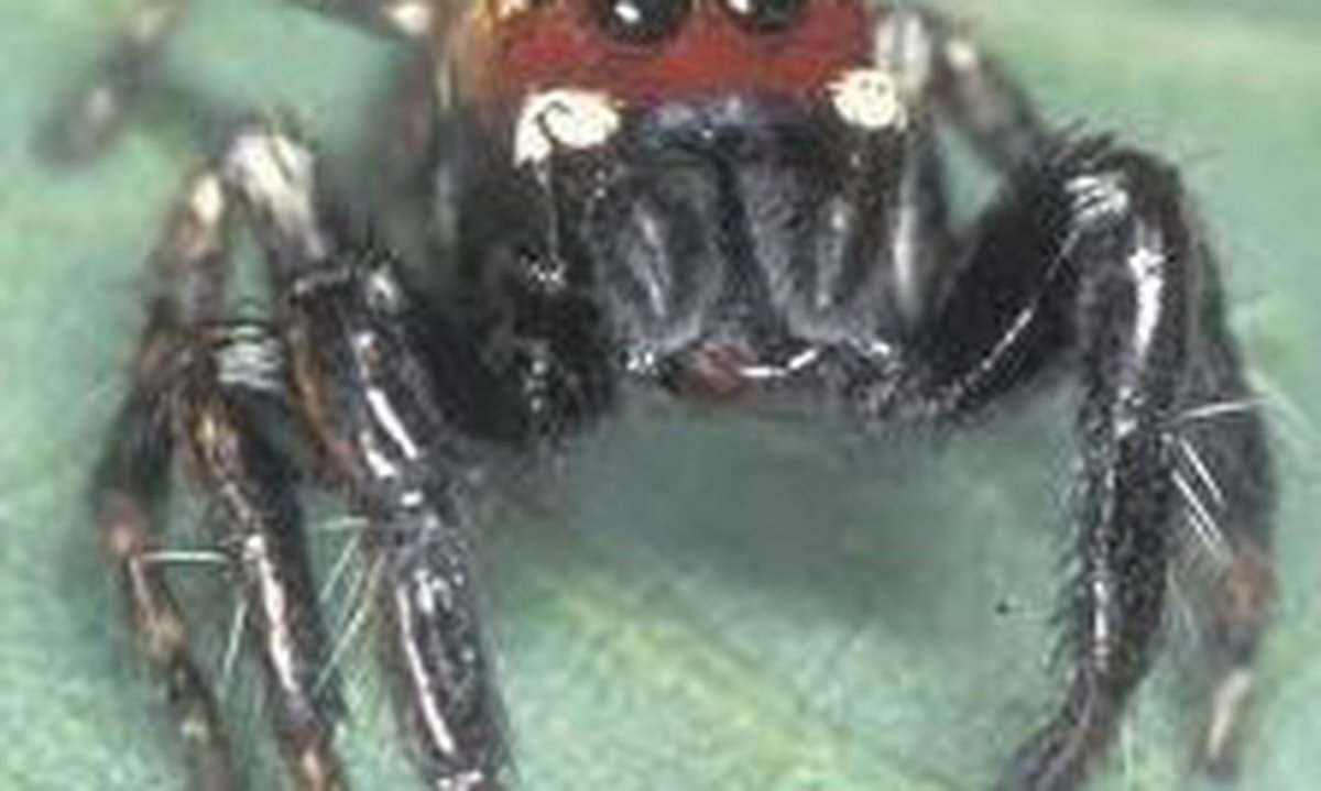 Африканский паук фото