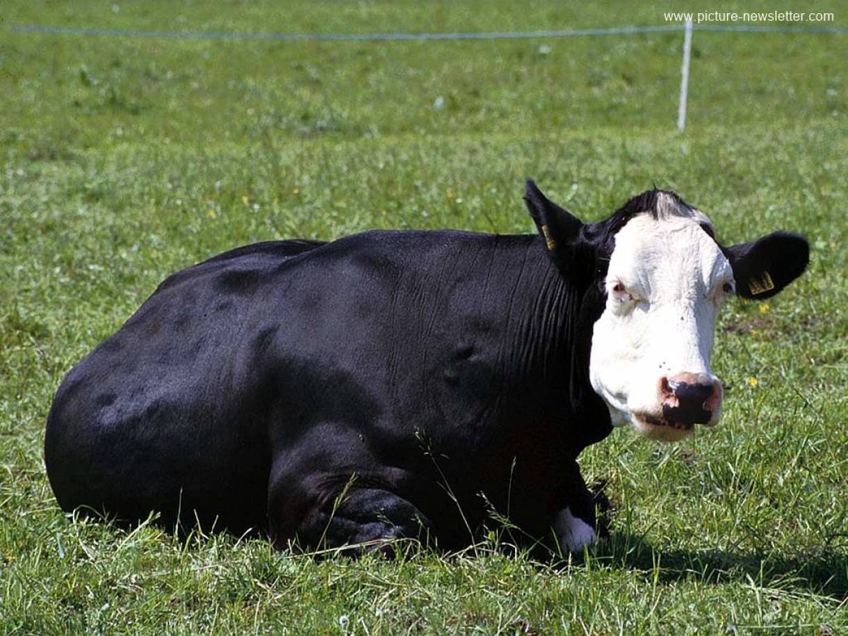 Голландская порода коров фото