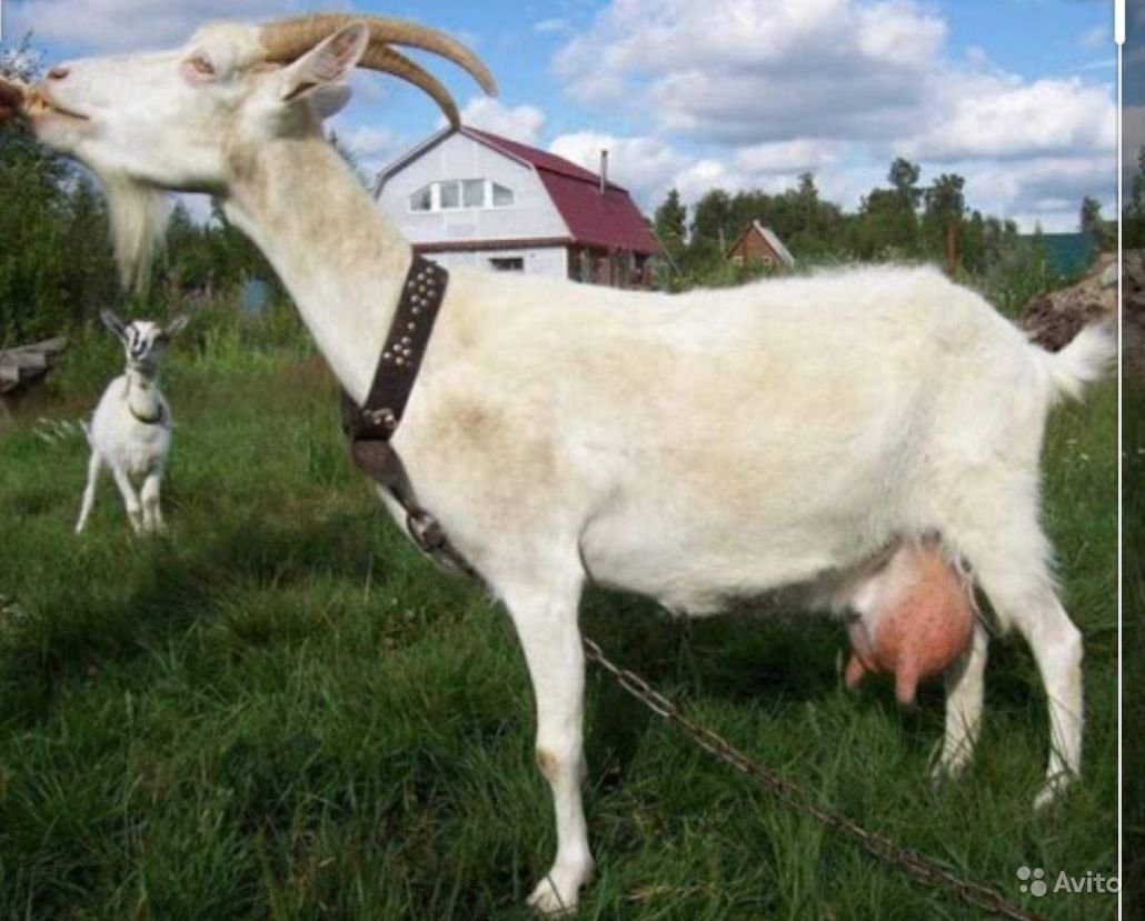 Русская белая коза фото