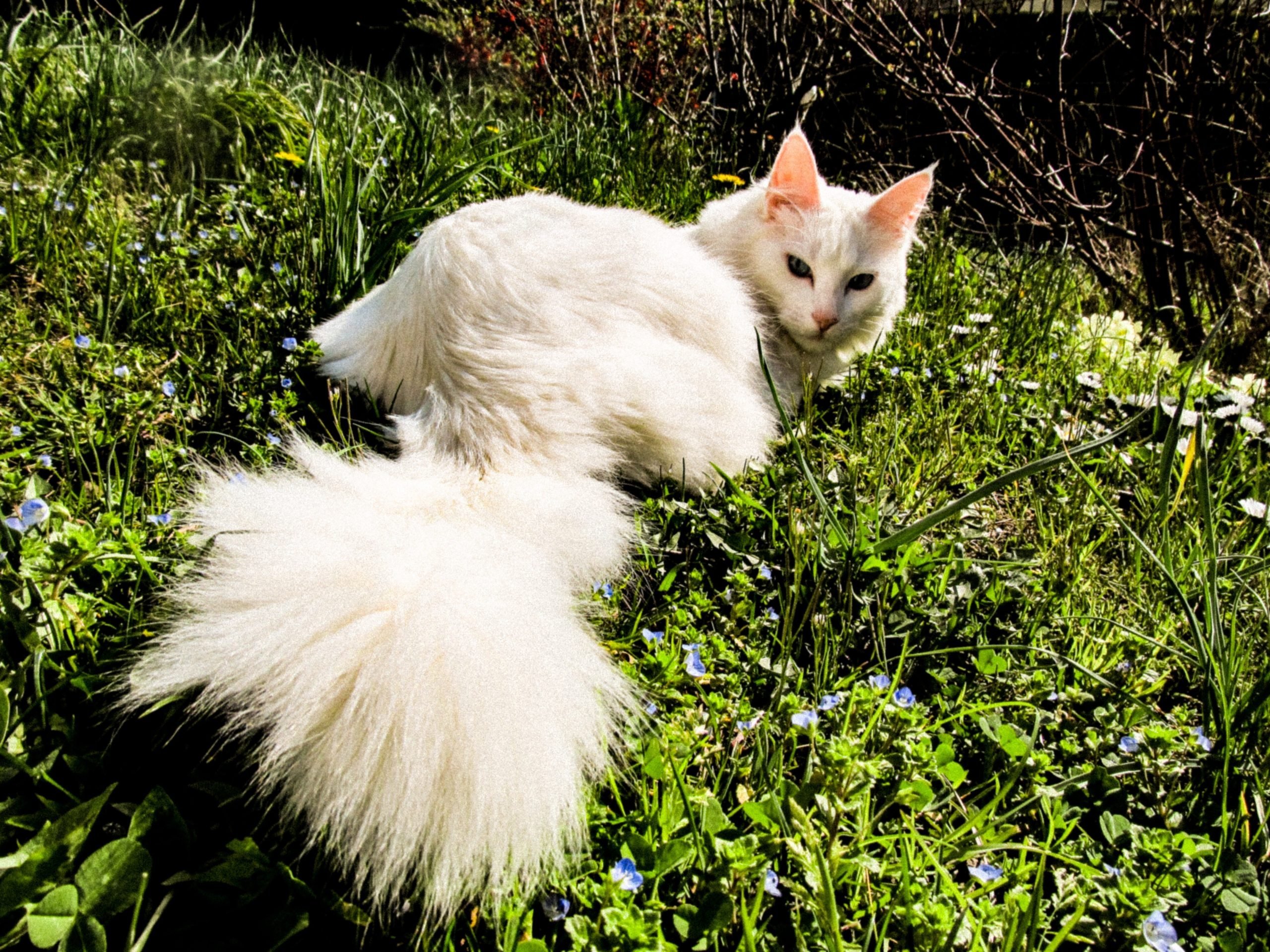 Турецкая ангорская кошка