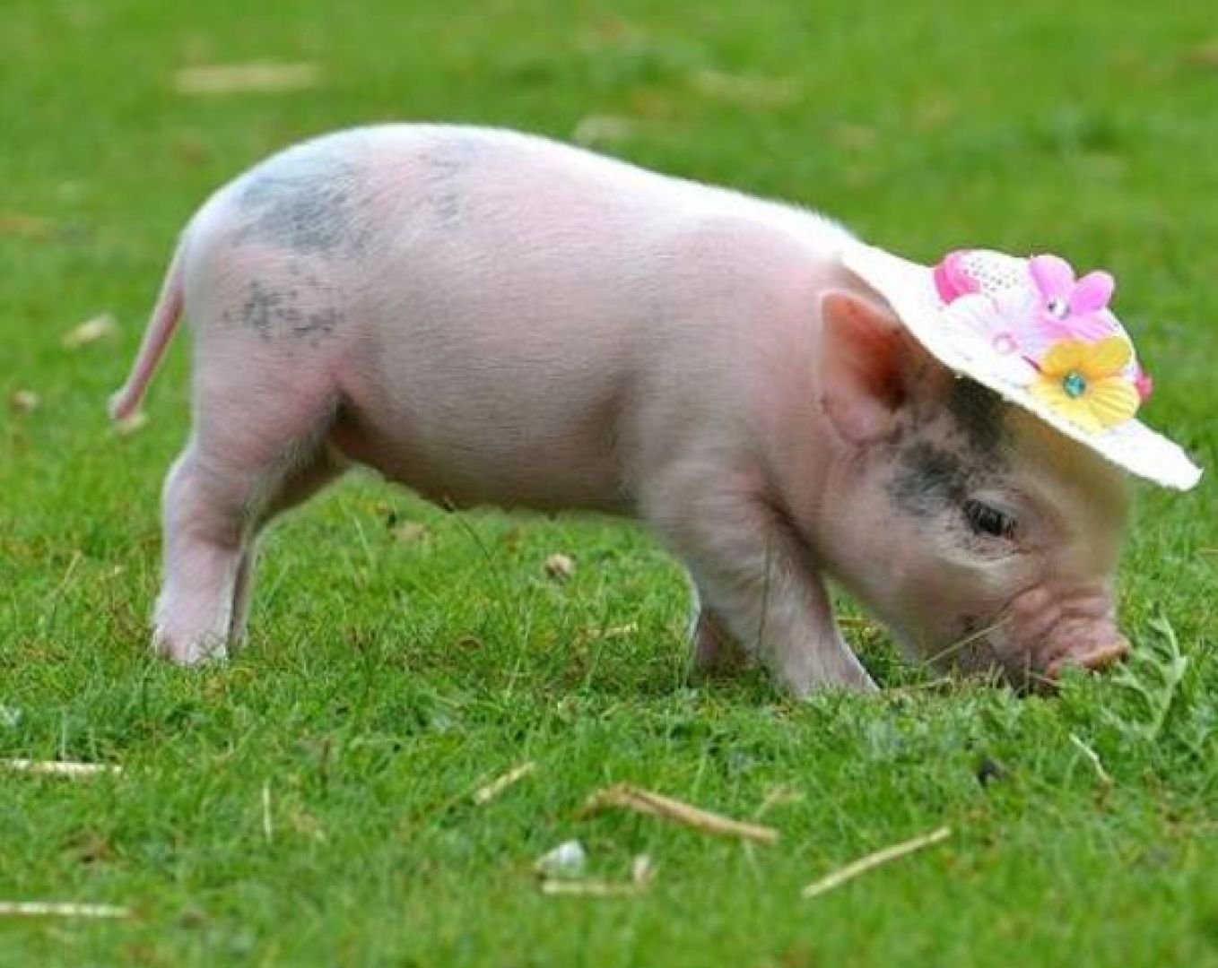 Декоративная свинья фото