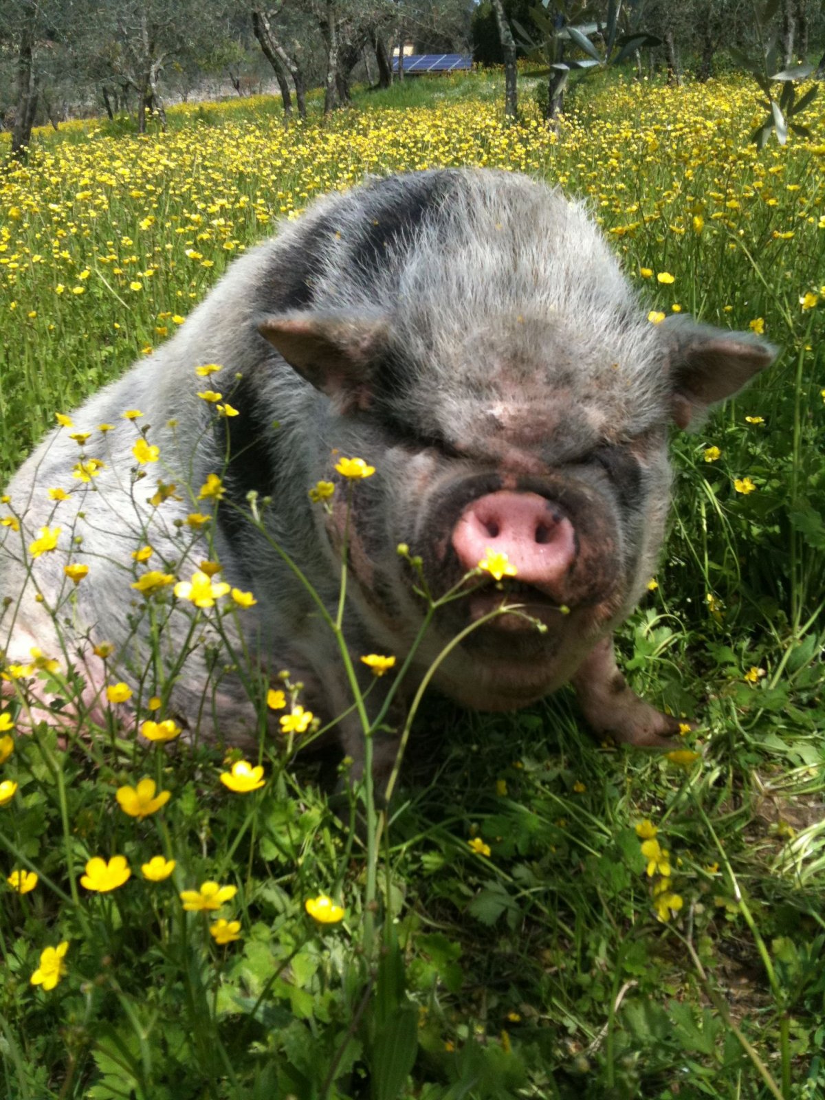 Беркширская свинья фото