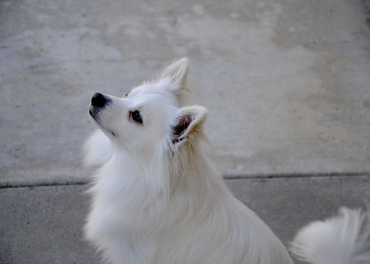 Белая собака с пушистым хвостом