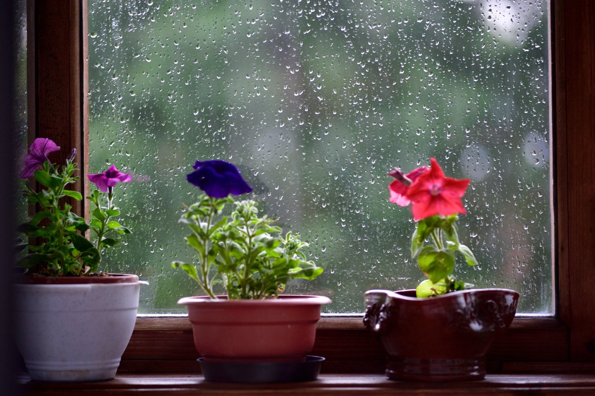 Цветы на окне дождь за окном