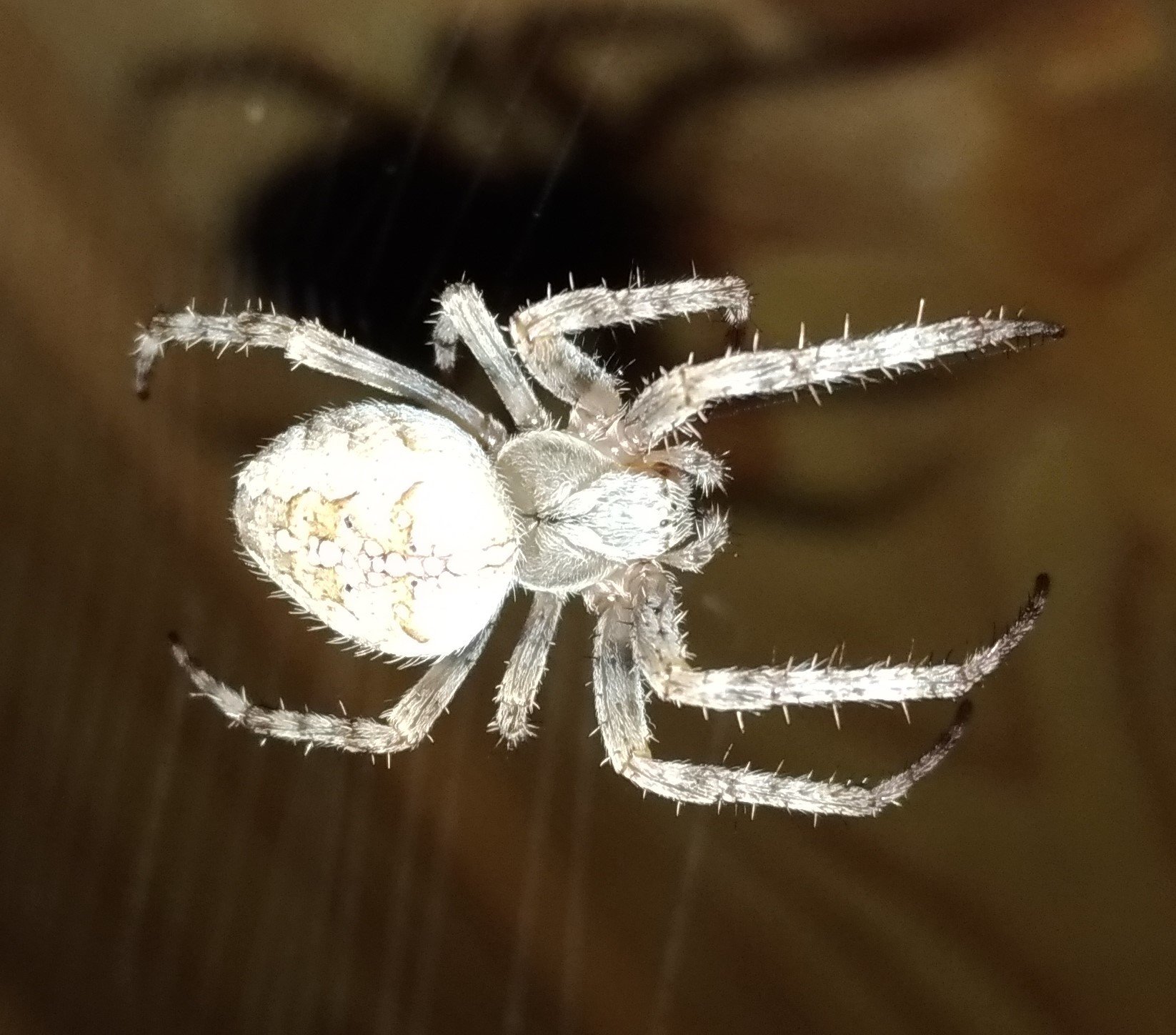 Белый паук в Подмосковье фото