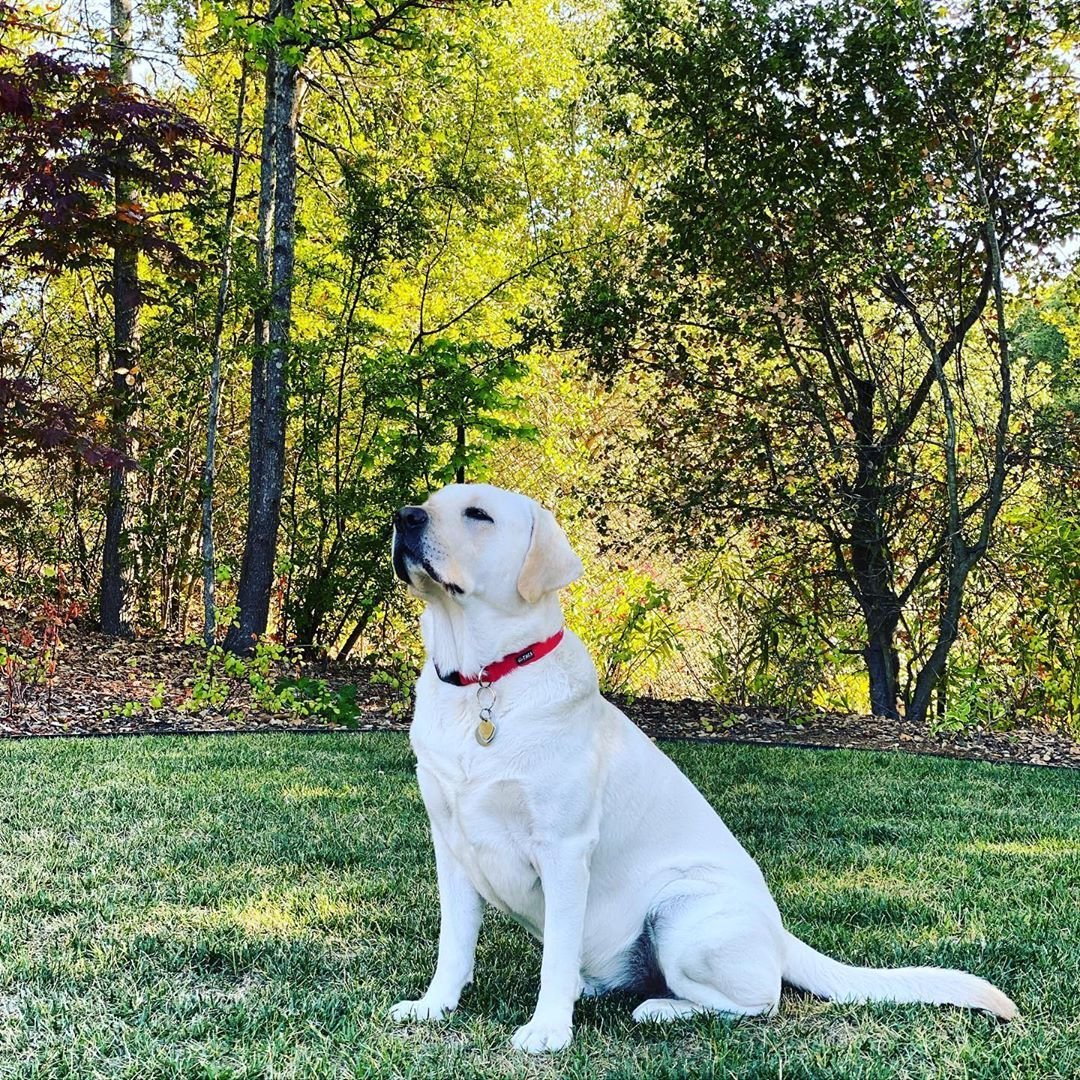 Белая собака порода большая лабрадор