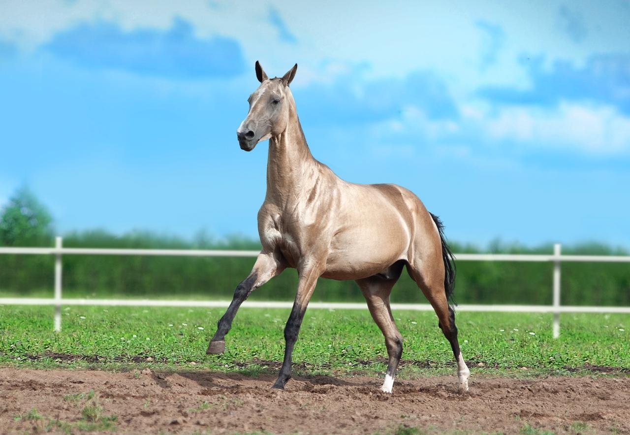 Ахалтекинская лошадь Тохтамыш