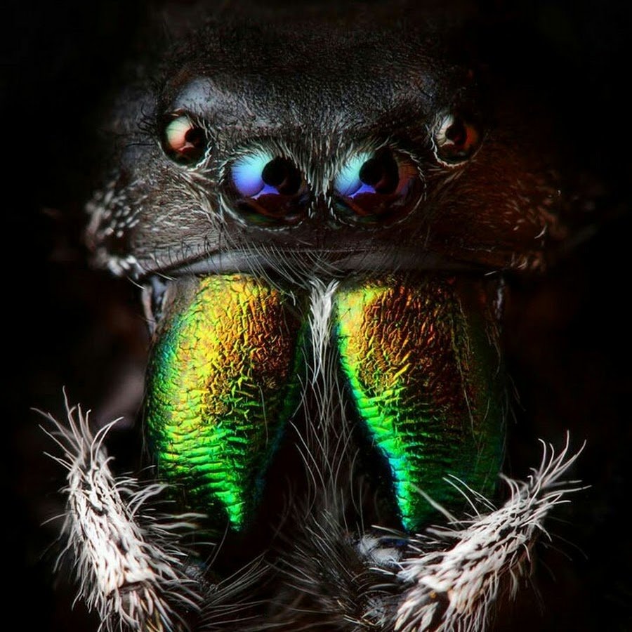 Жвалы паука фото