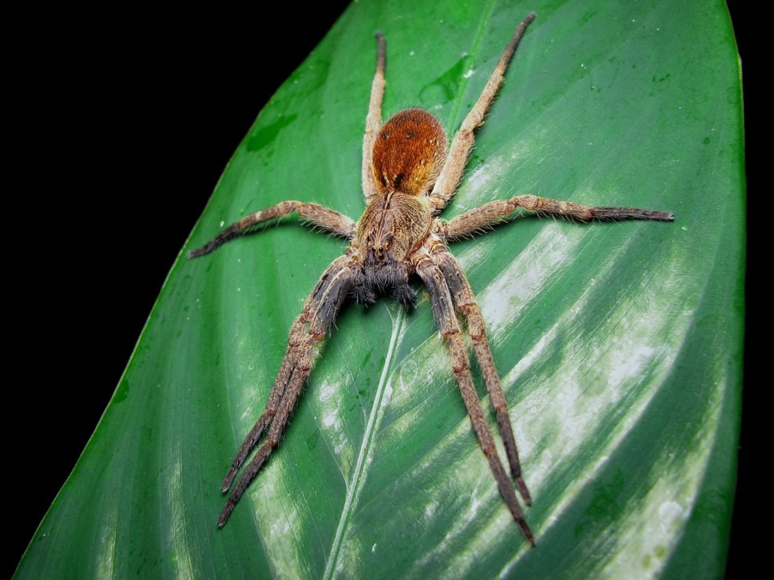 Странствующий паук фото