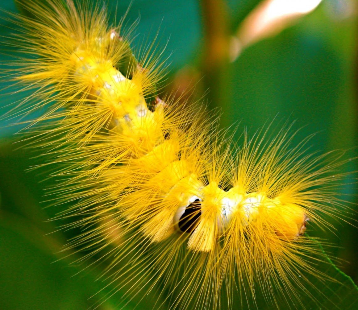 Желтая пушистая гусеница фото