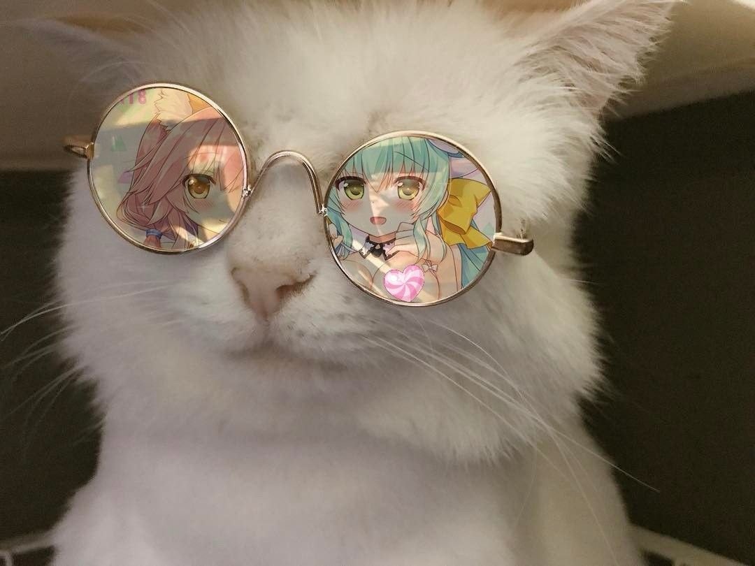 Котики Эстетика с очками