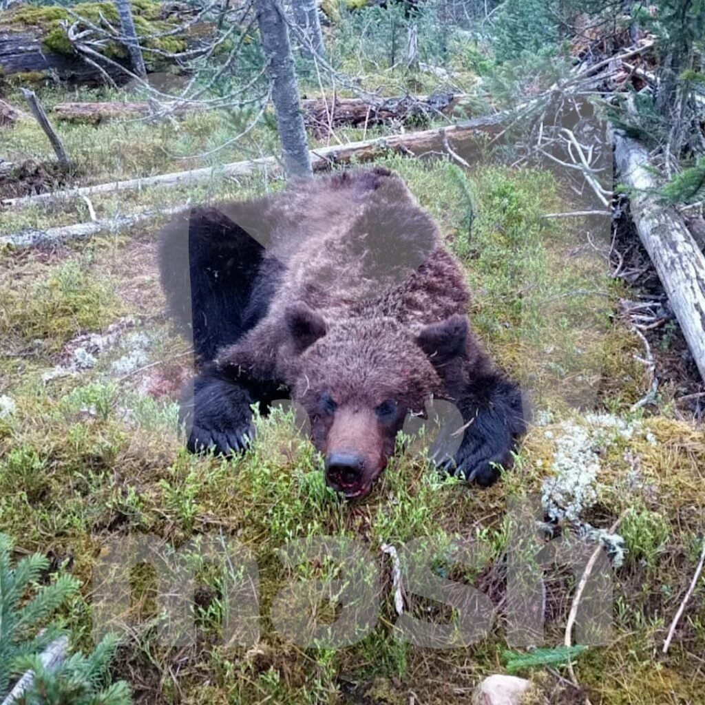 как убить медведя раст фото 76