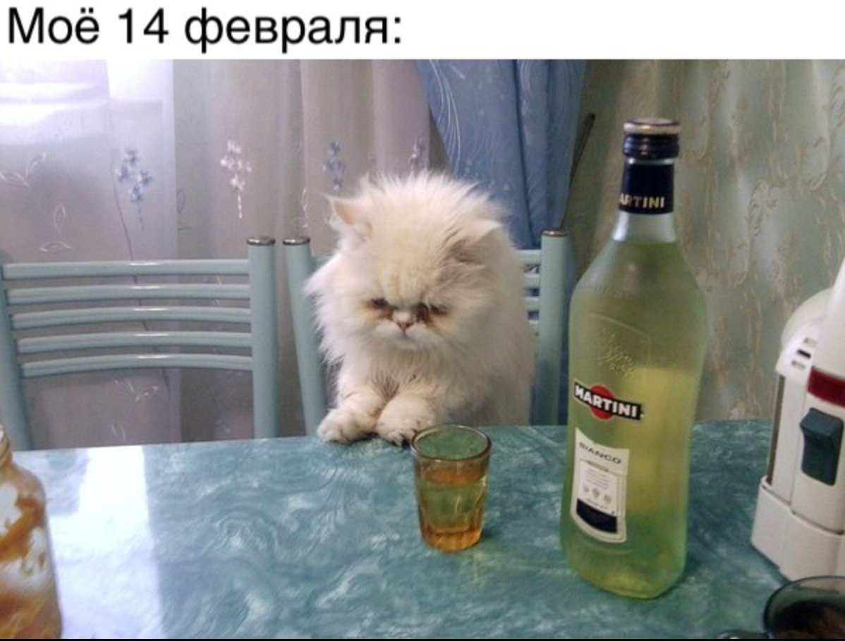 Котики и алкоголь