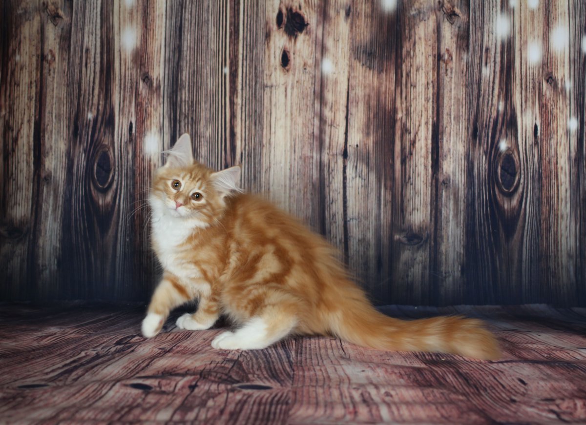 Норвежский рыжий котенок
