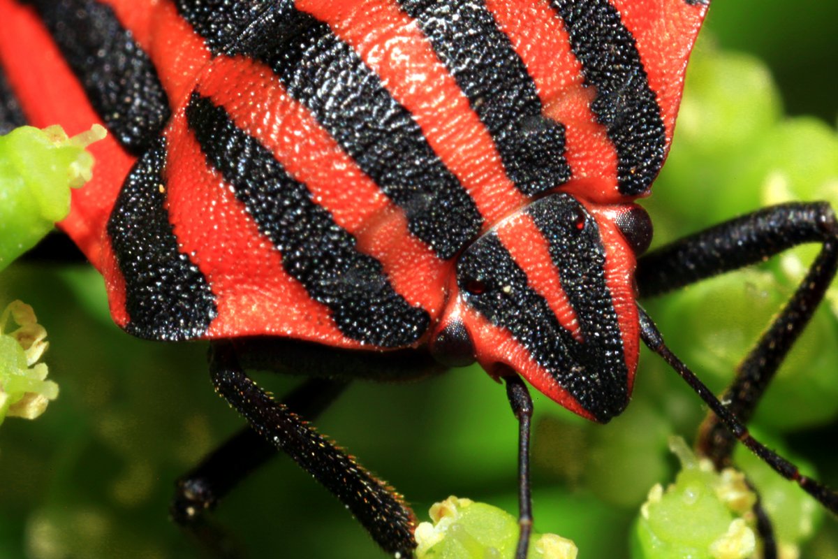 Красные жуки с черными полосками фото