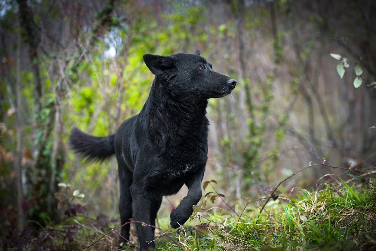 Дворняга собака черная большая