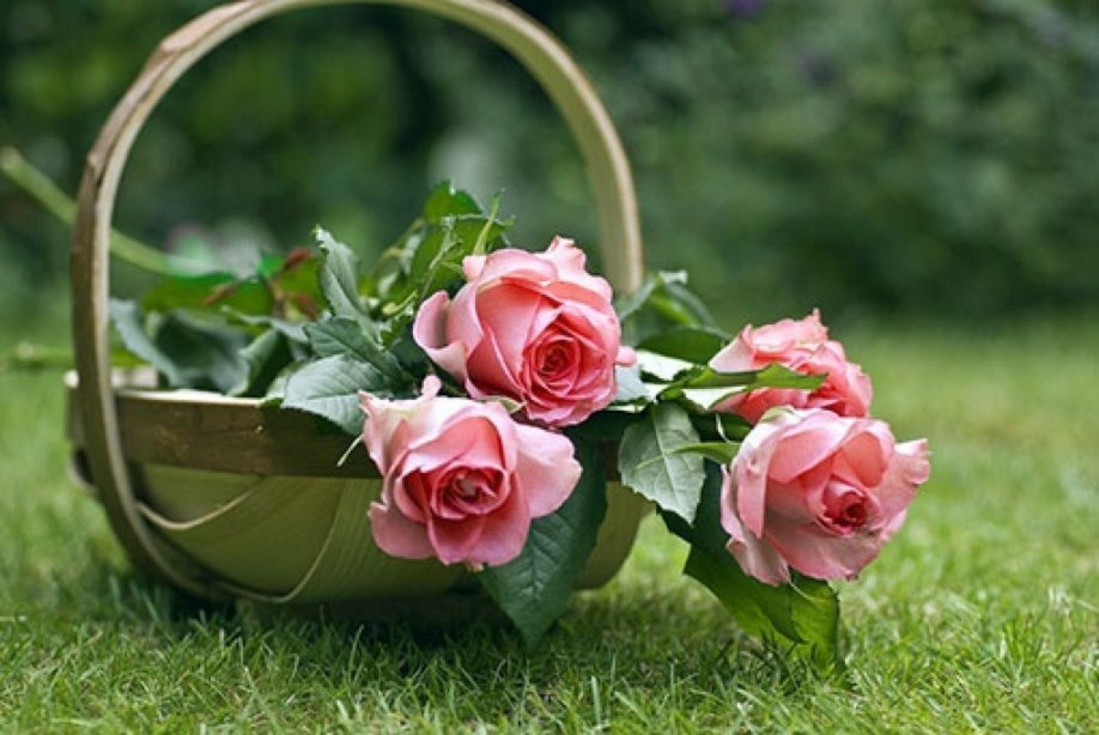 Добрый день картинки с розами. Христианские пожелания. Цветы на скамейке. Очаровательные цветы. Благословение цветы.