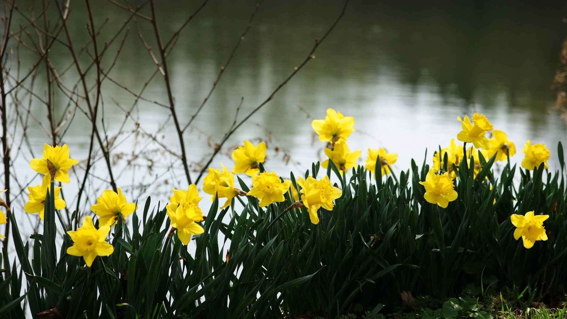 Весенние желтые цветы нарциссы. Нарцисс (растение). Нарциссы куст. Цветок Нарцисс Лесной.
