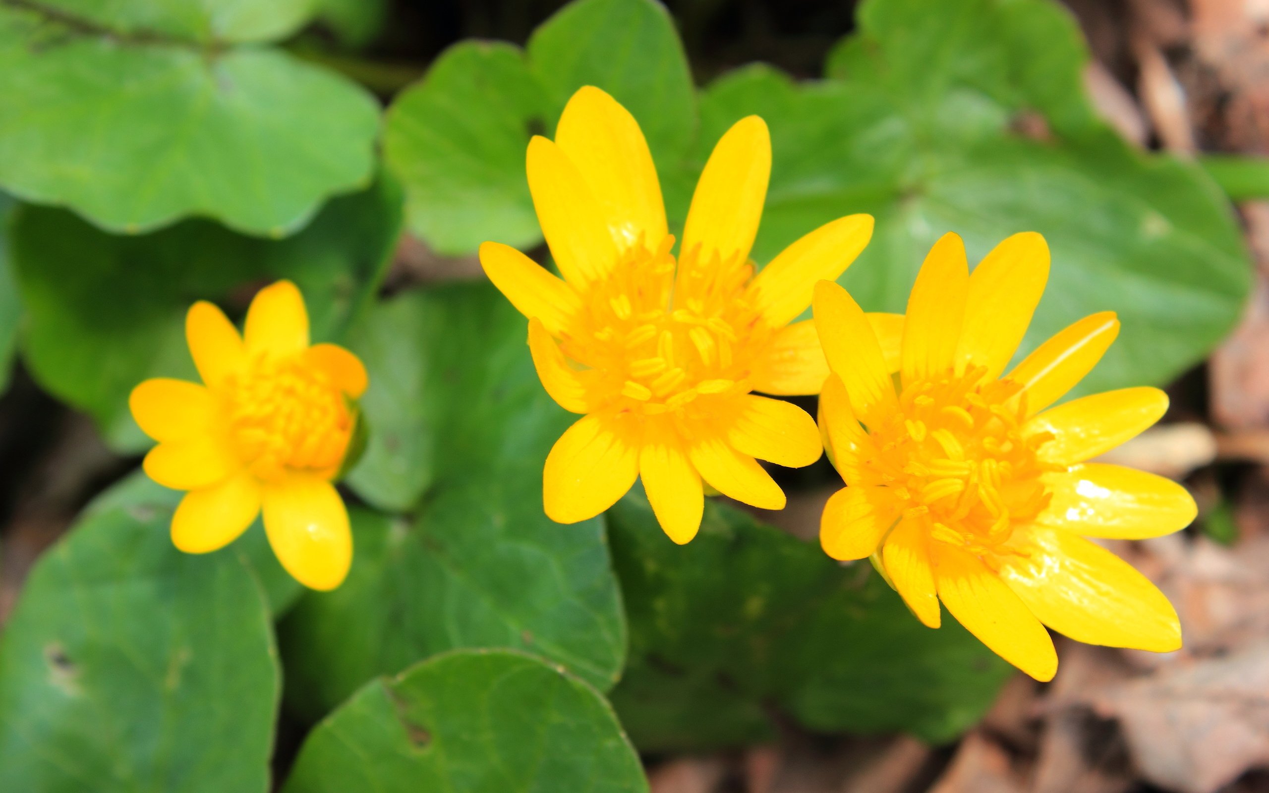 Ранние желтые цветочки. Ранние цветы желтого цвета. Маленькие желтые ранние цветы. Желтые ранние весенние цветы с круглыми листьями.