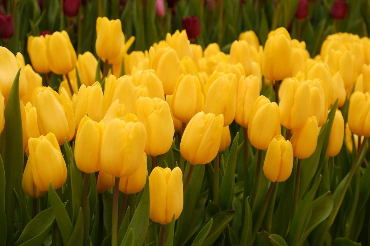 Желтые лесные тюльпаны