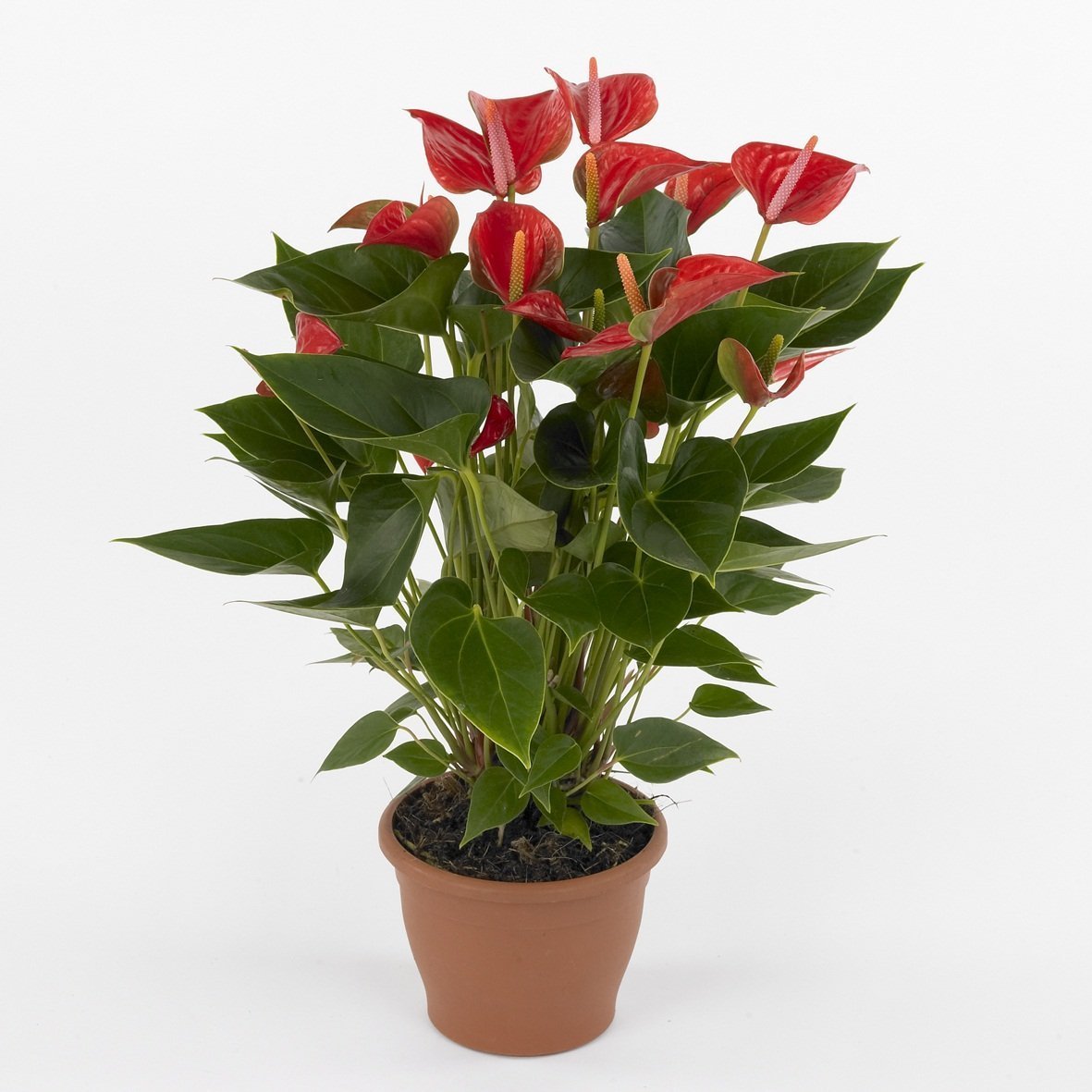 Комнатное растение с красными цветами