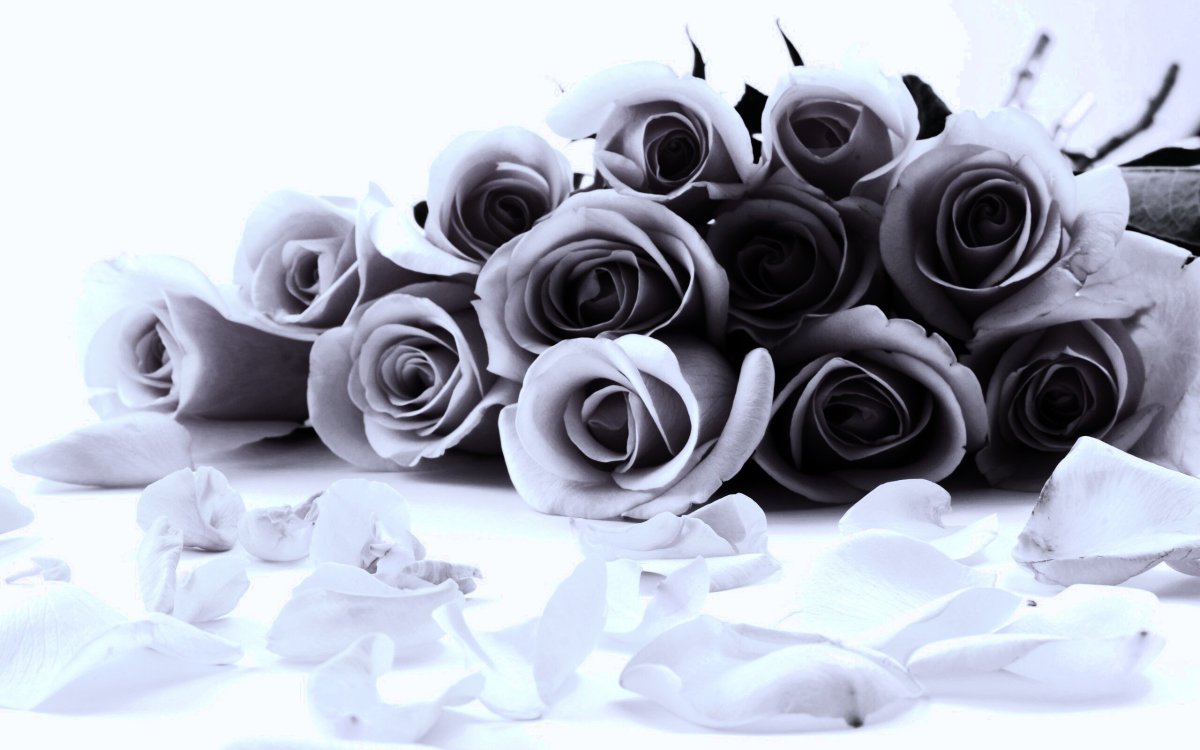 Цветы белые розы букет