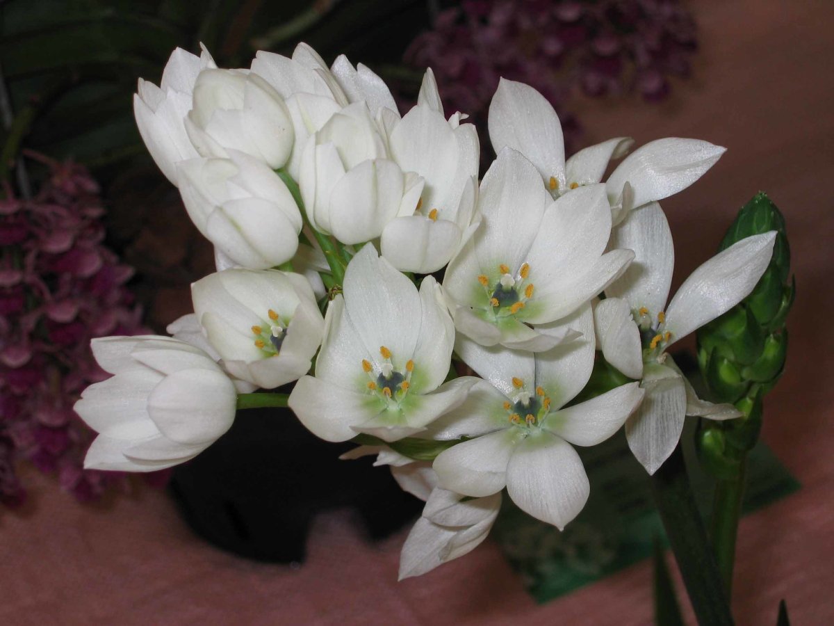 Луковичные комнатные цветы