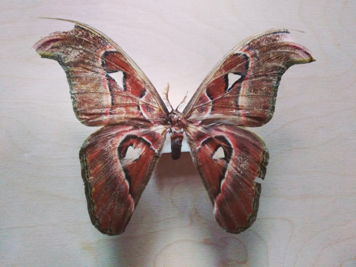 Павлиноглазка атлас бабочка