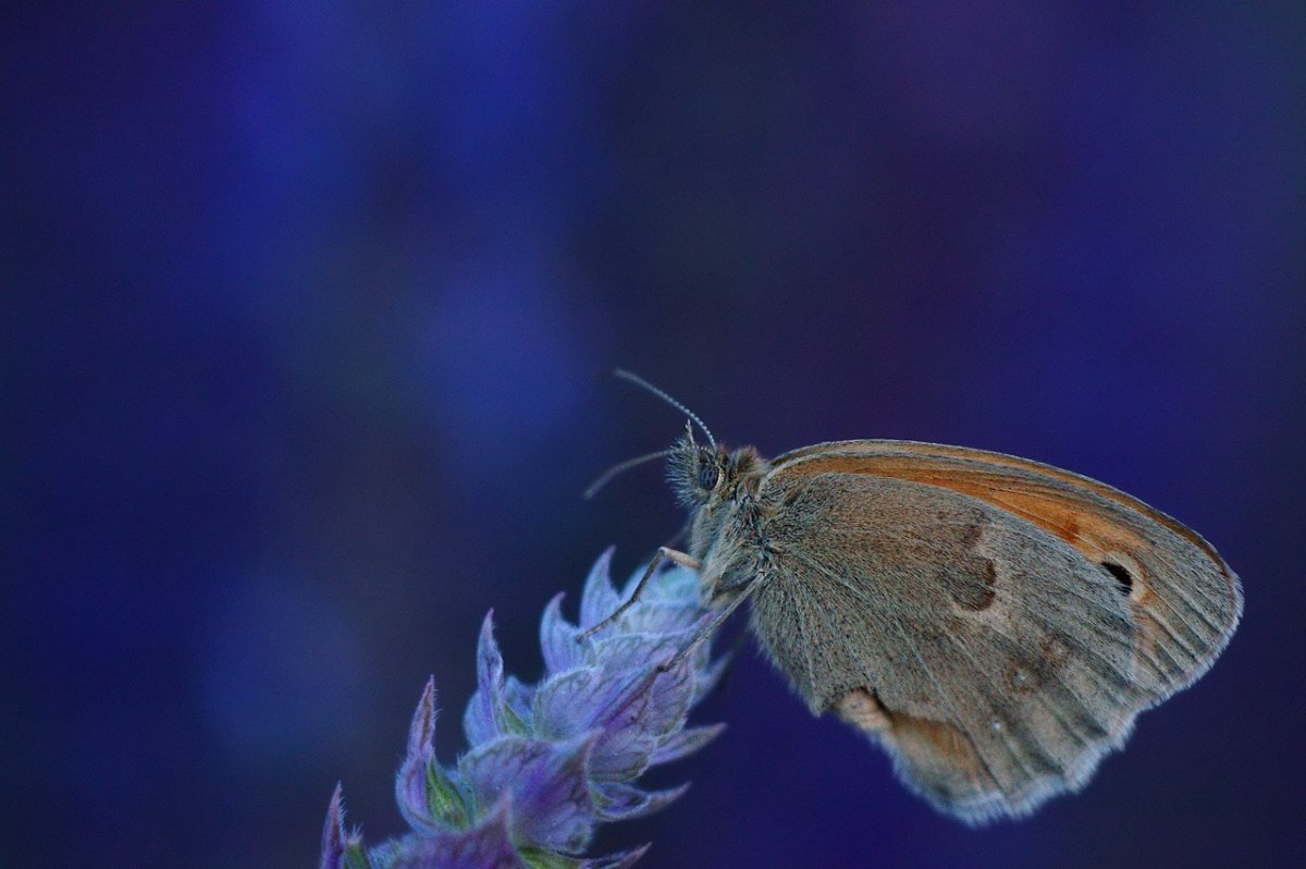 Голубая орденская бабочка
