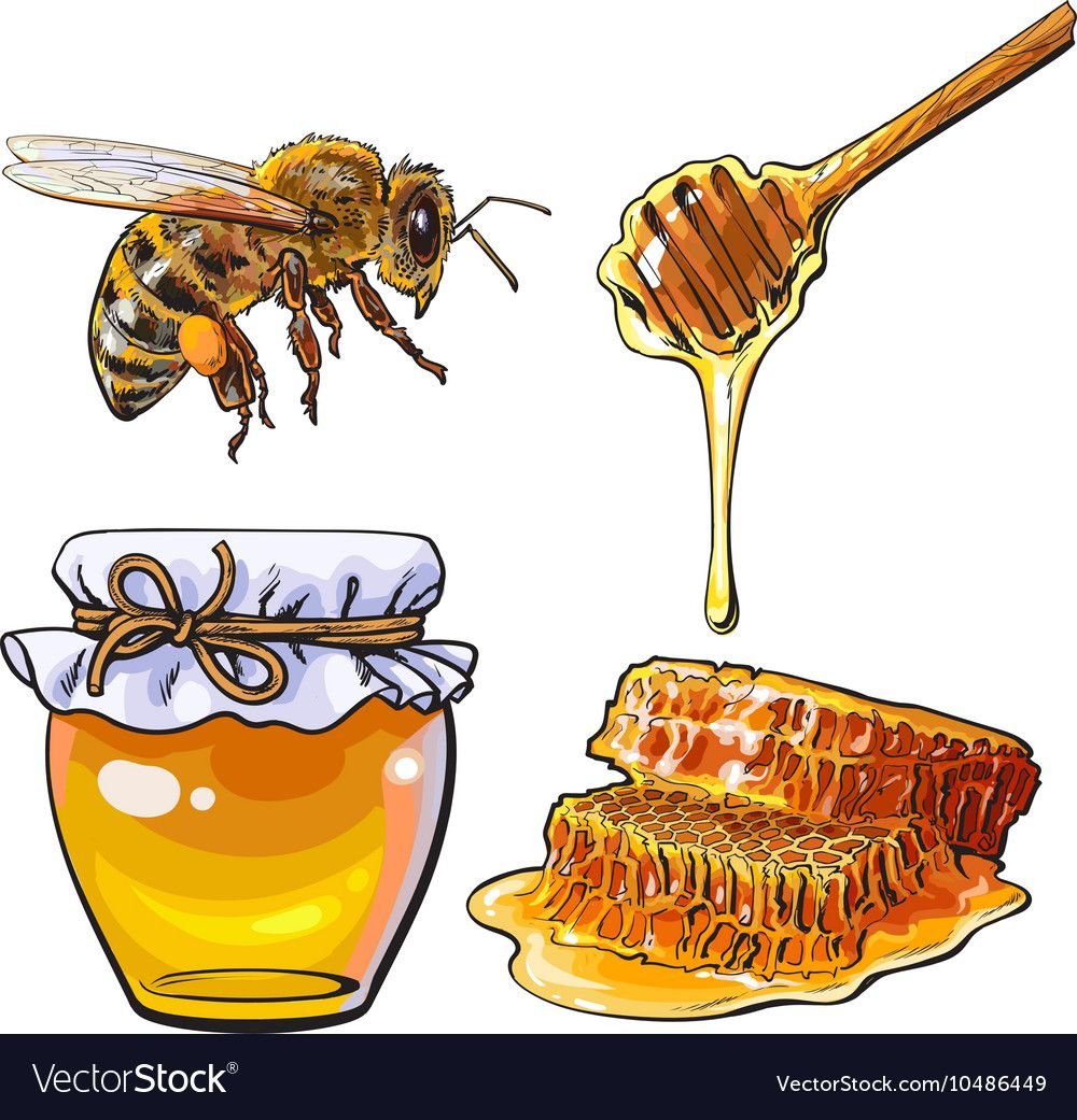Нектар рисунок. Пчелы и мед. Мед на белом фоне. Соты пчелиные рисунок. Пчеловодство рисунок.