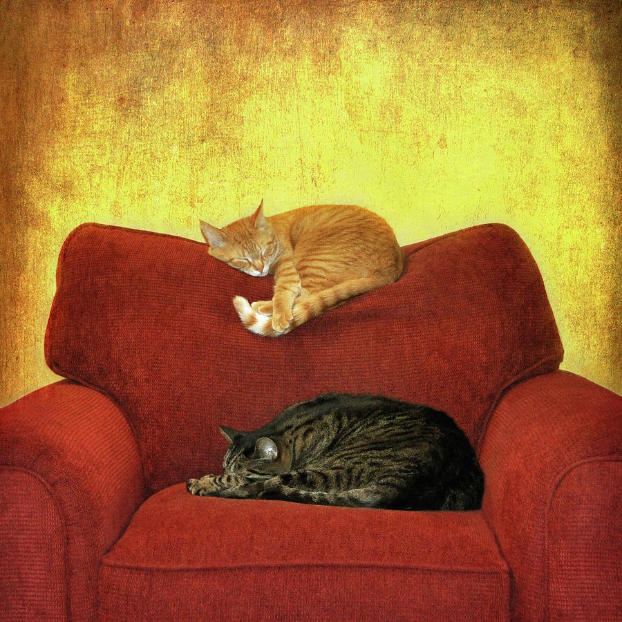 Нежное это культурный кот speed up. Кот на диване. Картина кот на диване. Картина кошки на диване. Кошка на диване рисунок.