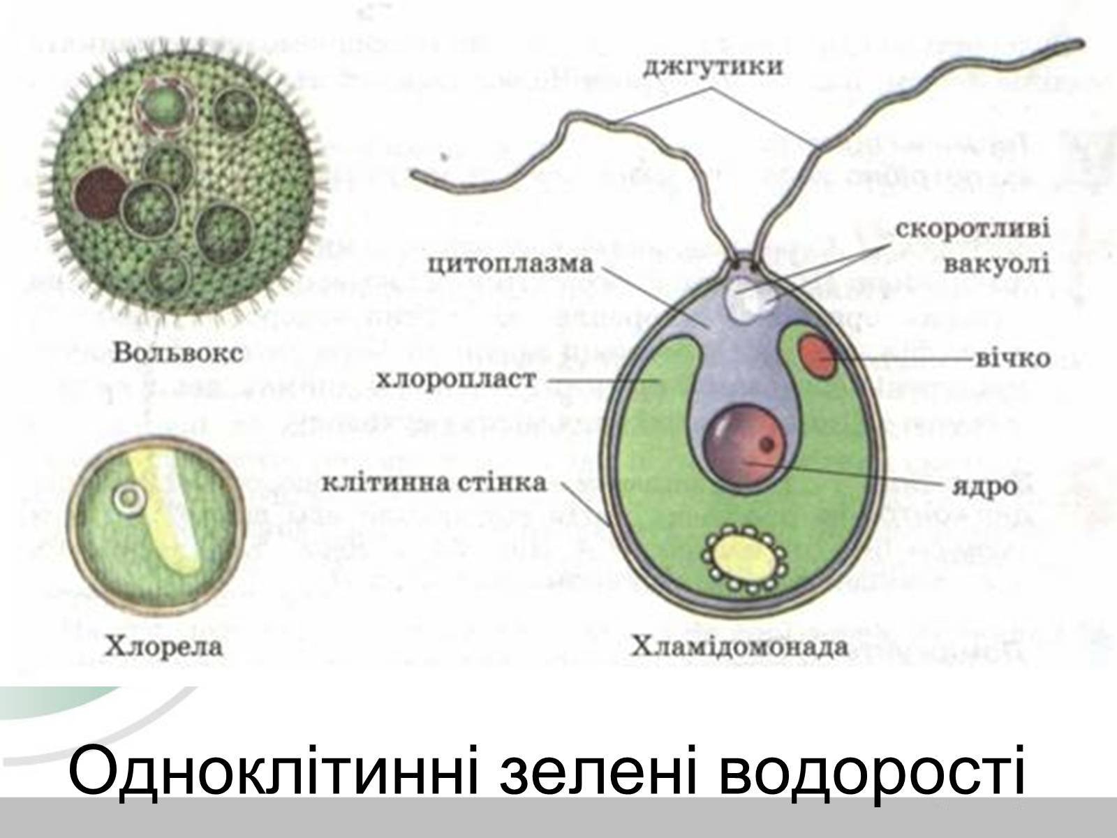 Генеративные водоросли. Строение колонии вольвокса. Вольвокс строение клетки. Одноклеточные водоросли вольвокс. 10. Колониальные водоросли (вольвокс).