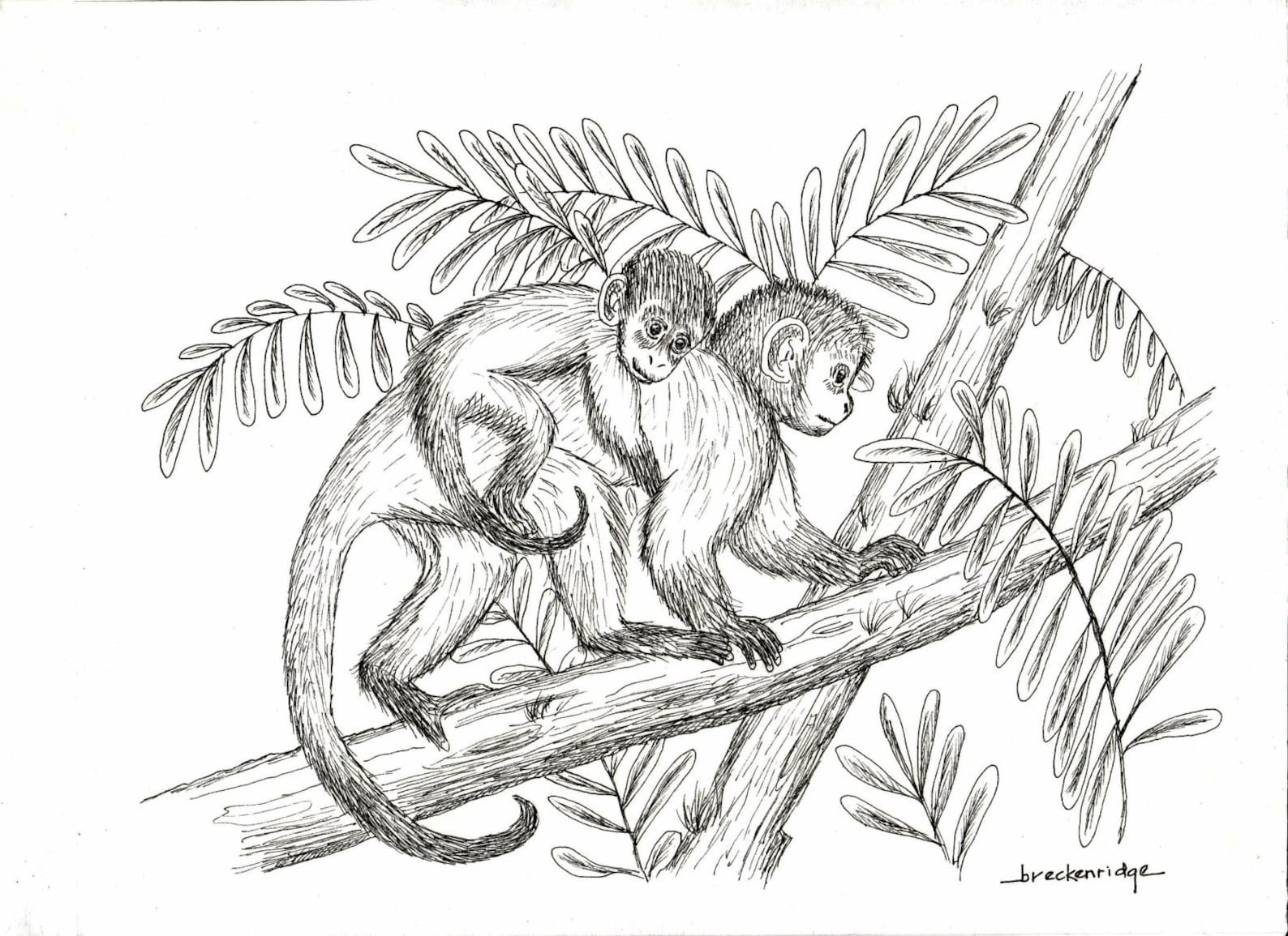 Рисунок макаки. Обезьяна раскраска. Обезьяна карандашом. Рисунок обезьяны карандашом для срисовки. Обезьянка рисунок карандашом.