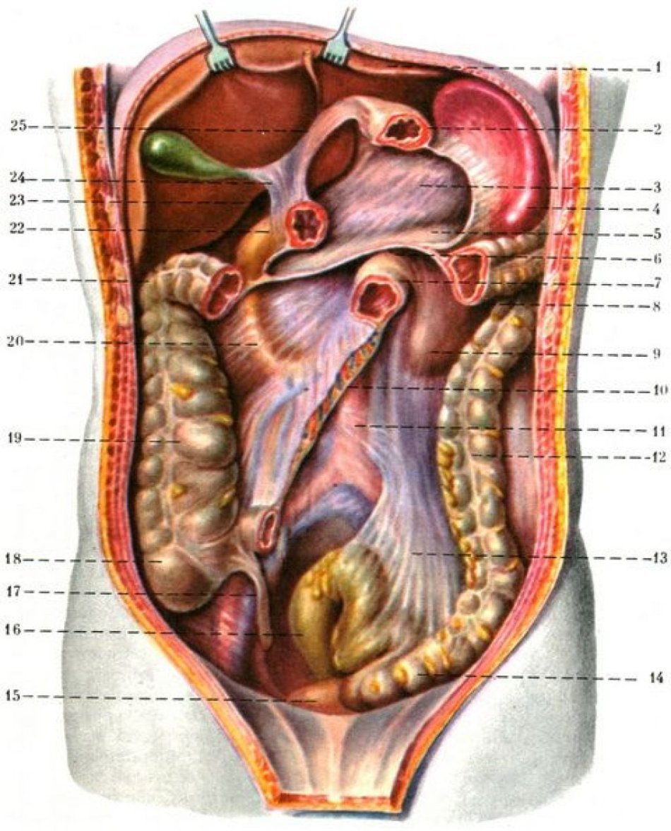 Расположение внутренних органов мужчины в брюшной полости. Брюшина топографическая анатомия. Топография брюшины анатомия. Строение брюшины и брюшной полости.