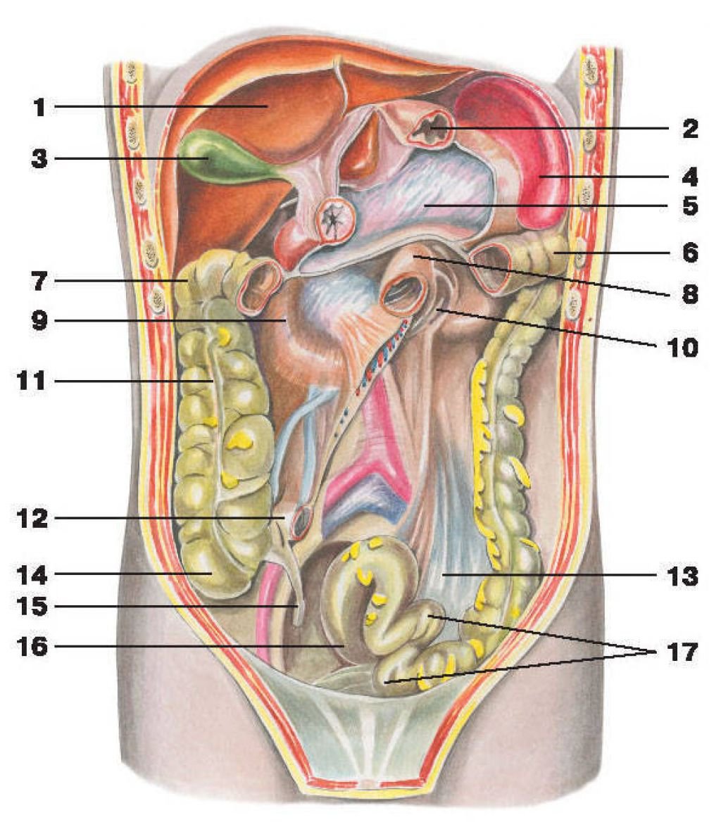 Внутренняя часть живота. Анатомия брюшной полости человека. Анатомия расположение органов брюшной полости. Строение человека внутренние органы мужчины брюшной полости. Анатомия человека брюшная полость женщины.